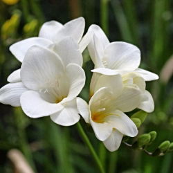 Freesia Single White - 10 lampu