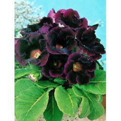 Gloxinia - Hollywood