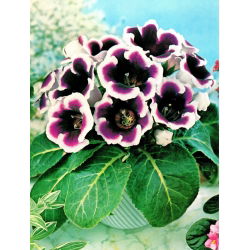 Gloxinia - Kaiser Wilhelm