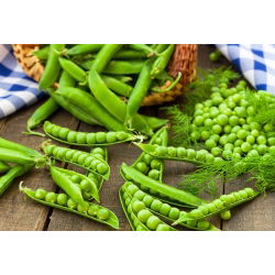 Pisello a grano rugoso - Meraviglia di Kelvedon - Raccolta anticipata, baccelli freschi eccellenti - Semi Freschi