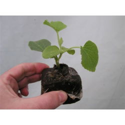 Pot de tourbe extensible - GrowBlock - 80 x 80 mm - 12 pièces - 