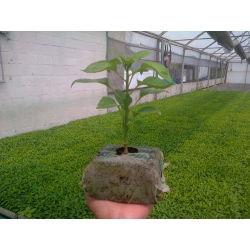 Utvidbar torvgryte - GrowBlock - 80 x 80 mm - 