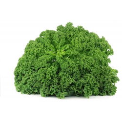 Kale "Cadet" - cao với những chiếc lá cuộn tròn mạnh mẽ - 600 hạt - Brassica oleracea L. var. sabellica L.