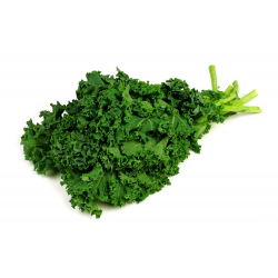 Kale "Cadet" - cao với những chiếc lá cuộn tròn mạnh mẽ - 600 hạt - Brassica oleracea L. var. sabellica L.