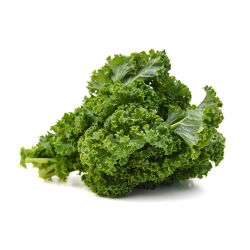 Kale "Cadet" - cao với những chiếc lá cuộn tròn mạnh mẽ - 600 hạt - Brassica oleracea L. var. sabellica L.