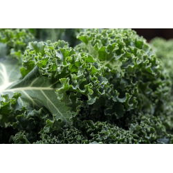 Kale "Cadet" - cao với những chiếc lá cuộn tròn mạnh mẽ - 600 hạt - Brassica oleracea L. var. sabellica L.