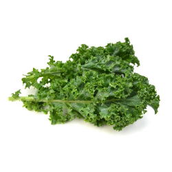 Kale "Corporal" - phát triển thấp với màu xanh đậm, lá tỏa sáng - 300 hạt - Brassica oleracea convar. acephala var. Sabellica