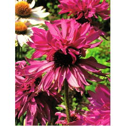 Ехінацея, Конефлер Двоповерховий - цибулина / бульба / корінь - Echinacea purpurea