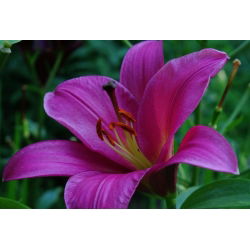 Лилиум Лилиум Лилав принц - луковица / грудка / корен - Lilium Purple Prince