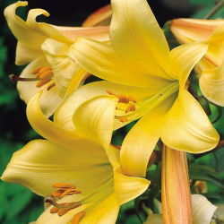 Liliom Golden Splendour - Lilium Golden Splendour