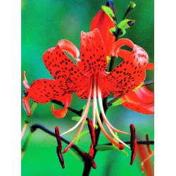 Liljesläktet Red Tiger - Lilium Red Tiger