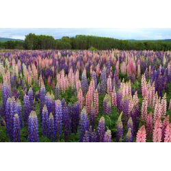 Lupinus Mix - lukovica / gomolj / korijen