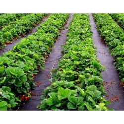 Brūna pret nezāļu vilna (agrotekstils) - mulčēšanai - 1,60 x 5,00 m - 