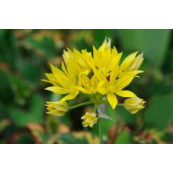 Allium moly - pacchetto di 20 pezzi