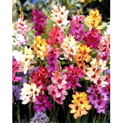 Ixia Mix - paket med 25 stycken