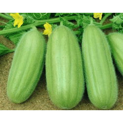 Mentimun Armenia "Carosello Barese" - 40 biji - Cucumis sativus
