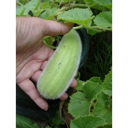Mentimun Armenia "Carosello Barese" - 40 biji - Cucumis sativus