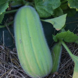 Mentimun Armenia "Carosello Barese" - 40 biji - Cucumis sativus