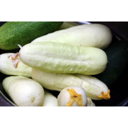 Cucumber - White Wonder - Early Harvest, Unique for Pickles and Preserves - Fresh Seeds
