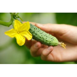 Cucumber - Anulka F1 - High Yield, Perfect for Preserves - Fresh Seeds