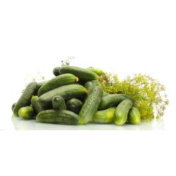 Cucumber - Krak F1 - Resilient, Firm and Crunchy, Ideal for Pickling - Fresh Seeds