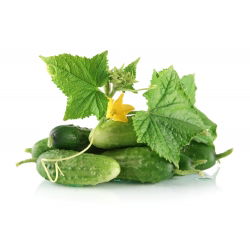 Cucumber - Krak F1 - Resilient, Firm and Crunchy, Ideal for Pickling - Fresh Seeds