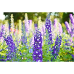 Vườn larkspur - hỗn hợp đa dạng - 225 hạt - Delphinium x. cultorum.