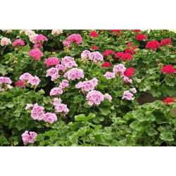 Geranie, Pelargonie - bunte Mischung