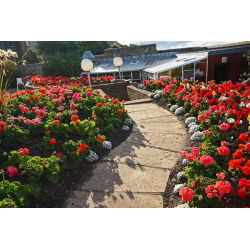 Geranie, Pelargonie - bunte Mischung