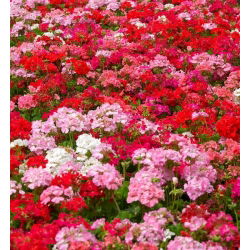 Geranie, Pelargonie - bunte Mischung