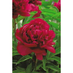 Paeonia, božur Madame Gaaudichau - lukovica / gomolj / korijen
