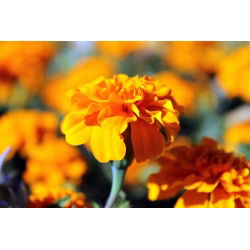 Francoski ognjič "Petite Orange" - 350 semen - Tagetes patula L. - semena
