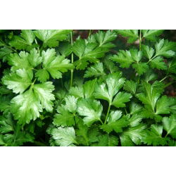 Lá mùi tây "Fest" - 1200 hạt - Petroselinum crispum 