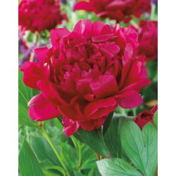Paeonia, božur Felix Crouse - lukovica / gomolj / korijen