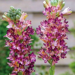 Polianthes tuberosa - Polianthes Pink Saphier