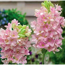 Tuberos - Polianthes Sensation - Polianthes tuberosa