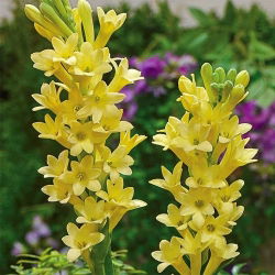 Polianthes tuberosa - Polianthes Yellow Baby