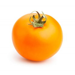 Tomato - Jantar - Medium-sized Fruits, Reliabe Sweet Harvest - Fresh Seeds