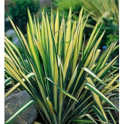 Trævlet palmelilje - Golden Sword - Yucca Filamentosa