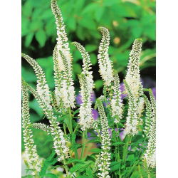 Veronica, Speedwell White