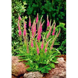 Axveronika - rosa - Veronica spicata