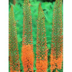 Eremurus, Foxtail Lilies Cleopatra