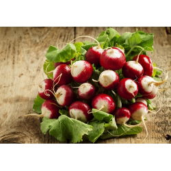 Radish "Caro" - intenziven, okusen okus - 850 semen - Raphanus sativus L. - semena