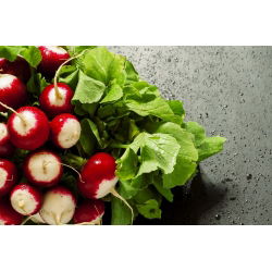Radish "Caro" - intenziven, okusen okus - 850 semen - Raphanus sativus L. - semena