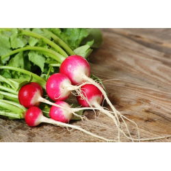 Radish "Caro" - intenziven, okusen okus - 850 semen - Raphanus sativus L. - semena