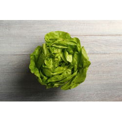 Парникова зелена салата "Сафир" - зимна реколта - 450 семена - Lactuca sativa L. var. Capitata