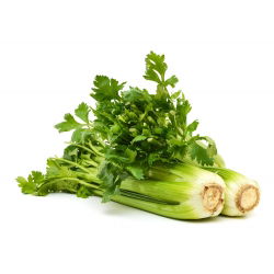 Saderi "Malachite" - daun yang tebal, tebal - 360 biji - Apium graveolens - benih
