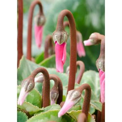 Cyclamen neapolitanum - Cyclamen Hederifolium