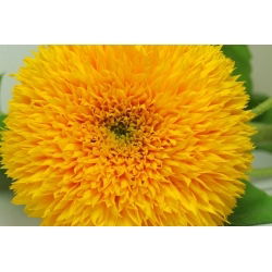 Okrasni visok sončnični "Sungold Tall" - 80 semen - Helianthus annuus - semena