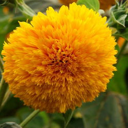 Okrasni visok sončnični "Sungold Tall" - 80 semen - Helianthus annuus - semena